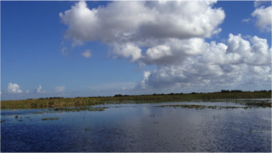 The Everglades