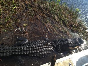 Hungry Gator